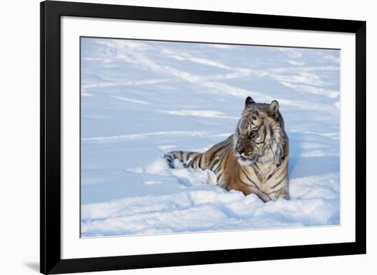 Siberian Tiger (Panthera Tigris Altaica), Montana, United States of America, North America-Janette Hil-Framed Photographic Print