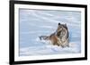 Siberian Tiger (Panthera Tigris Altaica), Montana, United States of America, North America-Janette Hil-Framed Photographic Print