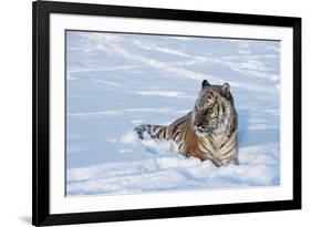 Siberian Tiger (Panthera Tigris Altaica), Montana, United States of America, North America-Janette Hil-Framed Photographic Print