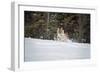 Siberian Tiger (Panthera Tigris Altaica), Montana, United States of America, North America-Janette Hil-Framed Photographic Print