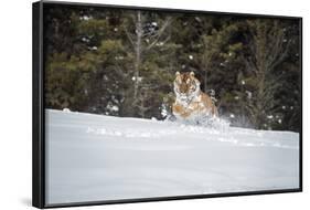 Siberian Tiger (Panthera Tigris Altaica), Montana, United States of America, North America-Janette Hil-Framed Photographic Print