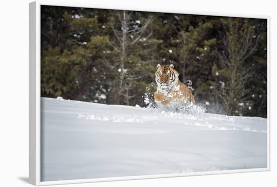 Siberian Tiger (Panthera Tigris Altaica), Montana, United States of America, North America-Janette Hil-Framed Photographic Print