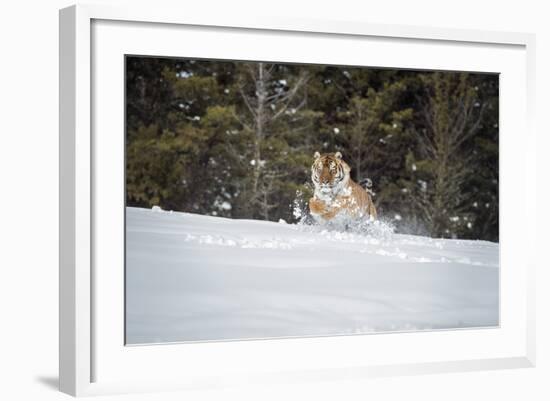 Siberian Tiger (Panthera Tigris Altaica), Montana, United States of America, North America-Janette Hil-Framed Photographic Print