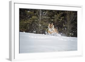 Siberian Tiger (Panthera Tigris Altaica), Montana, United States of America, North America-Janette Hil-Framed Photographic Print