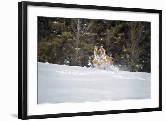 Siberian Tiger (Panthera Tigris Altaica), Montana, United States of America, North America-Janette Hil-Framed Photographic Print