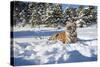 Siberian Tiger (Panthera Tigris Altaica), Montana, United States of America, North America-Janette Hil-Stretched Canvas