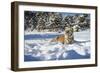 Siberian Tiger (Panthera Tigris Altaica), Montana, United States of America, North America-Janette Hil-Framed Photographic Print