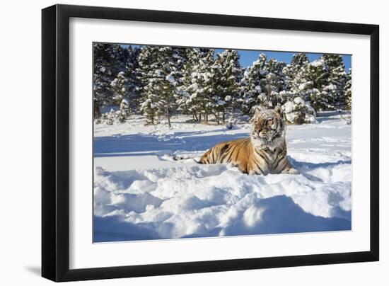 Siberian Tiger (Panthera Tigris Altaica), Montana, United States of America, North America-Janette Hil-Framed Photographic Print