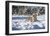 Siberian Tiger (Panthera Tigris Altaica), Montana, United States of America, North America-Janette Hil-Framed Photographic Print