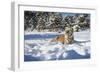 Siberian Tiger (Panthera Tigris Altaica), Montana, United States of America, North America-Janette Hil-Framed Photographic Print