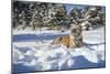 Siberian Tiger (Panthera Tigris Altaica), Montana, United States of America, North America-Janette Hil-Mounted Photographic Print