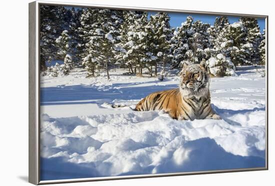 Siberian Tiger (Panthera Tigris Altaica), Montana, United States of America, North America-Janette Hil-Framed Photographic Print