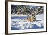 Siberian Tiger (Panthera Tigris Altaica), Montana, United States of America, North America-Janette Hil-Framed Photographic Print