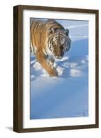 Siberian Tiger (Panthera Tigris Altaica), Montana, United States of America, North America-Janette Hil-Framed Photographic Print