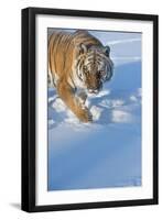 Siberian Tiger (Panthera Tigris Altaica), Montana, United States of America, North America-Janette Hil-Framed Photographic Print