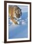 Siberian Tiger (Panthera Tigris Altaica), Montana, United States of America, North America-Janette Hil-Framed Photographic Print