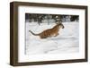 Siberian Tiger (Panthera Tigris Altaica), Montana, United States of America, North America-Janette Hil-Framed Photographic Print