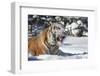 Siberian Tiger (Panthera Tigris Altaica), Montana, United States of America, North America-Janette Hil-Framed Photographic Print