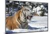 Siberian Tiger (Panthera Tigris Altaica), Montana, United States of America, North America-Janette Hil-Mounted Photographic Print