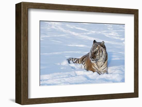 Siberian Tiger (Panthera Tigris Altaica), Montana, United States of America, North America-Janette Hil-Framed Photographic Print