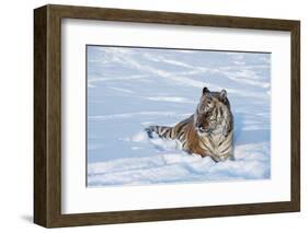 Siberian Tiger (Panthera Tigris Altaica), Montana, United States of America, North America-Janette Hil-Framed Photographic Print