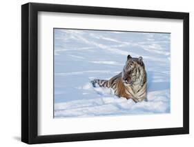 Siberian Tiger (Panthera Tigris Altaica), Montana, United States of America, North America-Janette Hil-Framed Photographic Print