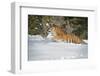 Siberian Tiger (Panthera Tigris Altaica), Montana, United States of America, North America-Janette Hil-Framed Photographic Print