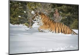 Siberian Tiger (Panthera Tigris Altaica), Montana, United States of America, North America-Janette Hil-Mounted Photographic Print