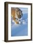 Siberian Tiger (Panthera Tigris Altaica), Montana, United States of America, North America-Janette Hil-Framed Photographic Print