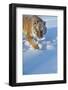 Siberian Tiger (Panthera Tigris Altaica), Montana, United States of America, North America-Janette Hil-Framed Photographic Print