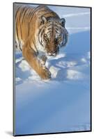 Siberian Tiger (Panthera Tigris Altaica), Montana, United States of America, North America-Janette Hil-Mounted Photographic Print