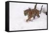 Siberian Tiger, Panthera Tigris Altaica, Subadult in Winter-Andreas Keil-Framed Stretched Canvas