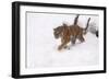 Siberian Tiger, Panthera Tigris Altaica, Subadult in Winter-Andreas Keil-Framed Photographic Print