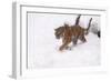 Siberian Tiger, Panthera Tigris Altaica, Subadult in Winter-Andreas Keil-Framed Photographic Print