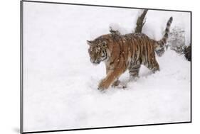 Siberian Tiger, Panthera Tigris Altaica, Subadult in Winter-Andreas Keil-Mounted Photographic Print