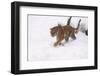 Siberian Tiger, Panthera Tigris Altaica, Subadult in Winter-Andreas Keil-Framed Photographic Print