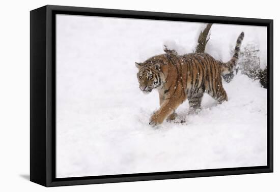 Siberian Tiger, Panthera Tigris Altaica, Subadult in Winter-Andreas Keil-Framed Stretched Canvas