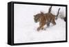 Siberian Tiger, Panthera Tigris Altaica, Subadult in Winter-Andreas Keil-Framed Stretched Canvas