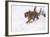 Siberian Tiger, Panthera Tigris Altaica, Subadult in Winter-Andreas Keil-Framed Photographic Print