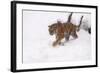 Siberian Tiger, Panthera Tigris Altaica, Subadult in Winter-Andreas Keil-Framed Photographic Print