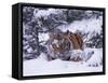 Siberian Tiger, Panthera Tigris Altaica-Lynn M^ Stone-Framed Stretched Canvas