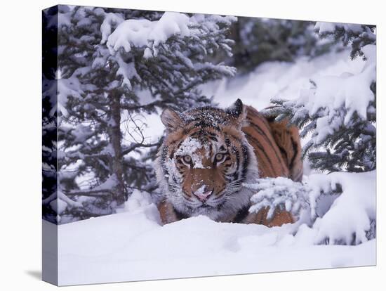 Siberian Tiger, Panthera Tigris Altaica-Lynn M^ Stone-Stretched Canvas