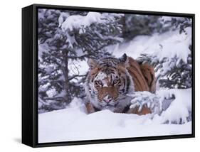 Siberian Tiger, Panthera Tigris Altaica-Lynn M^ Stone-Framed Stretched Canvas