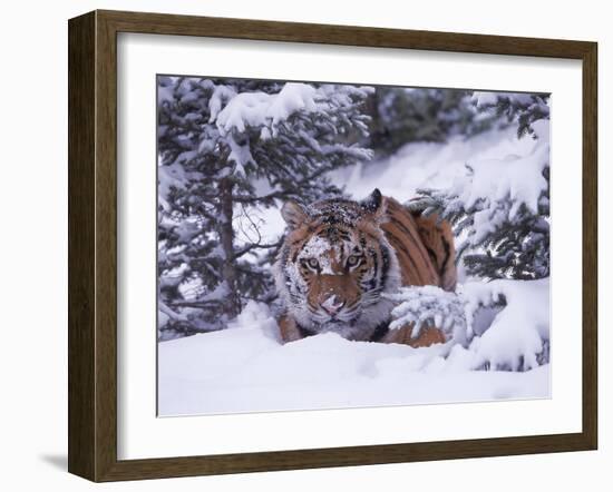 Siberian Tiger, Panthera Tigris Altaica-Lynn M^ Stone-Framed Premium Photographic Print