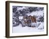 Siberian Tiger, Panthera Tigris Altaica-Lynn M^ Stone-Framed Premium Photographic Print