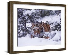 Siberian Tiger, Panthera Tigris Altaica-Lynn M^ Stone-Framed Premium Photographic Print