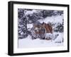 Siberian Tiger, Panthera Tigris Altaica-Lynn M^ Stone-Framed Premium Photographic Print