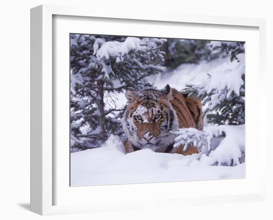 Siberian Tiger, Panthera Tigris Altaica-Lynn M^ Stone-Framed Premium Photographic Print
