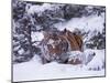 Siberian Tiger, Panthera Tigris Altaica-Lynn M^ Stone-Mounted Premium Photographic Print