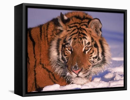 Siberian Tiger, Panthera Tigris Altaica-Lynn M^ Stone-Framed Stretched Canvas